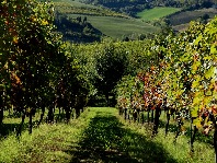 Fattoria