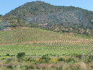 Viña